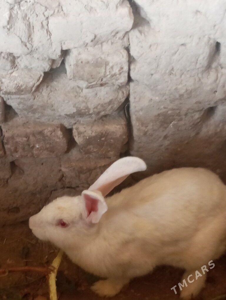 Towsan - Gubadag - img 3