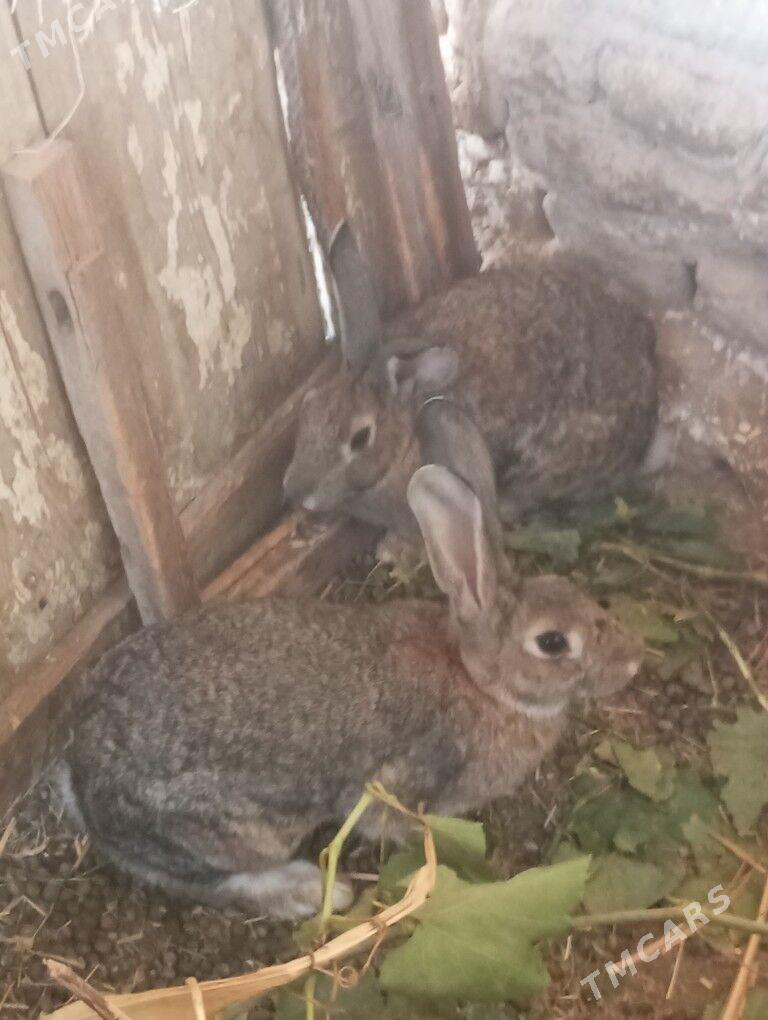 Towsan - Gubadag - img 2