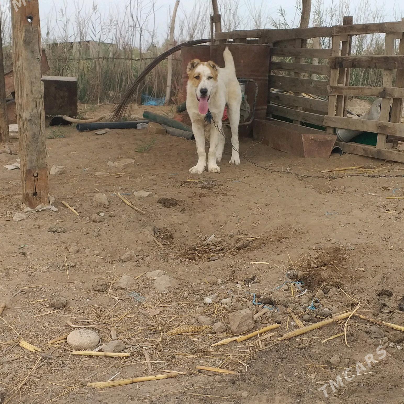 GAPLAN - Tejen - img 2