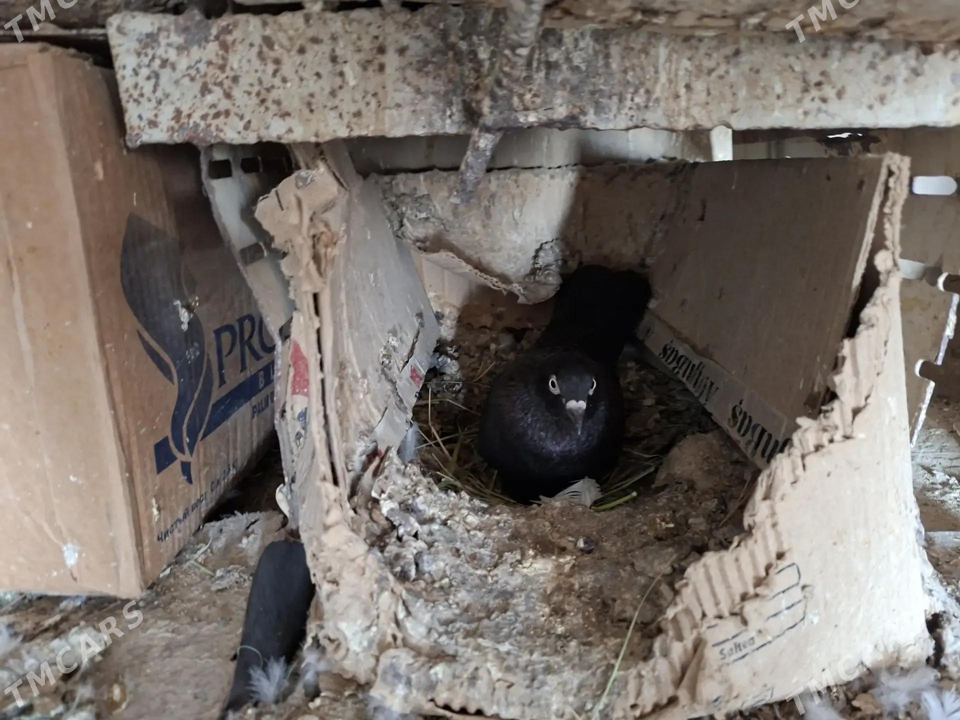 KEPDERI - Mary - img 4