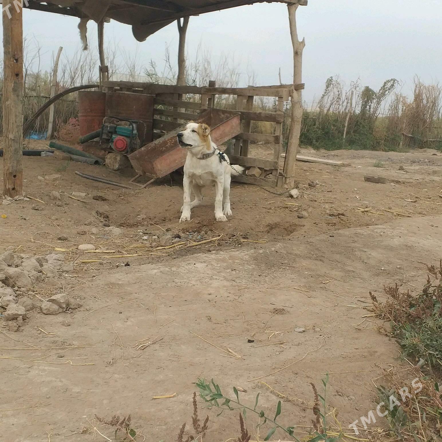 GAPLAN - Tejen - img 3