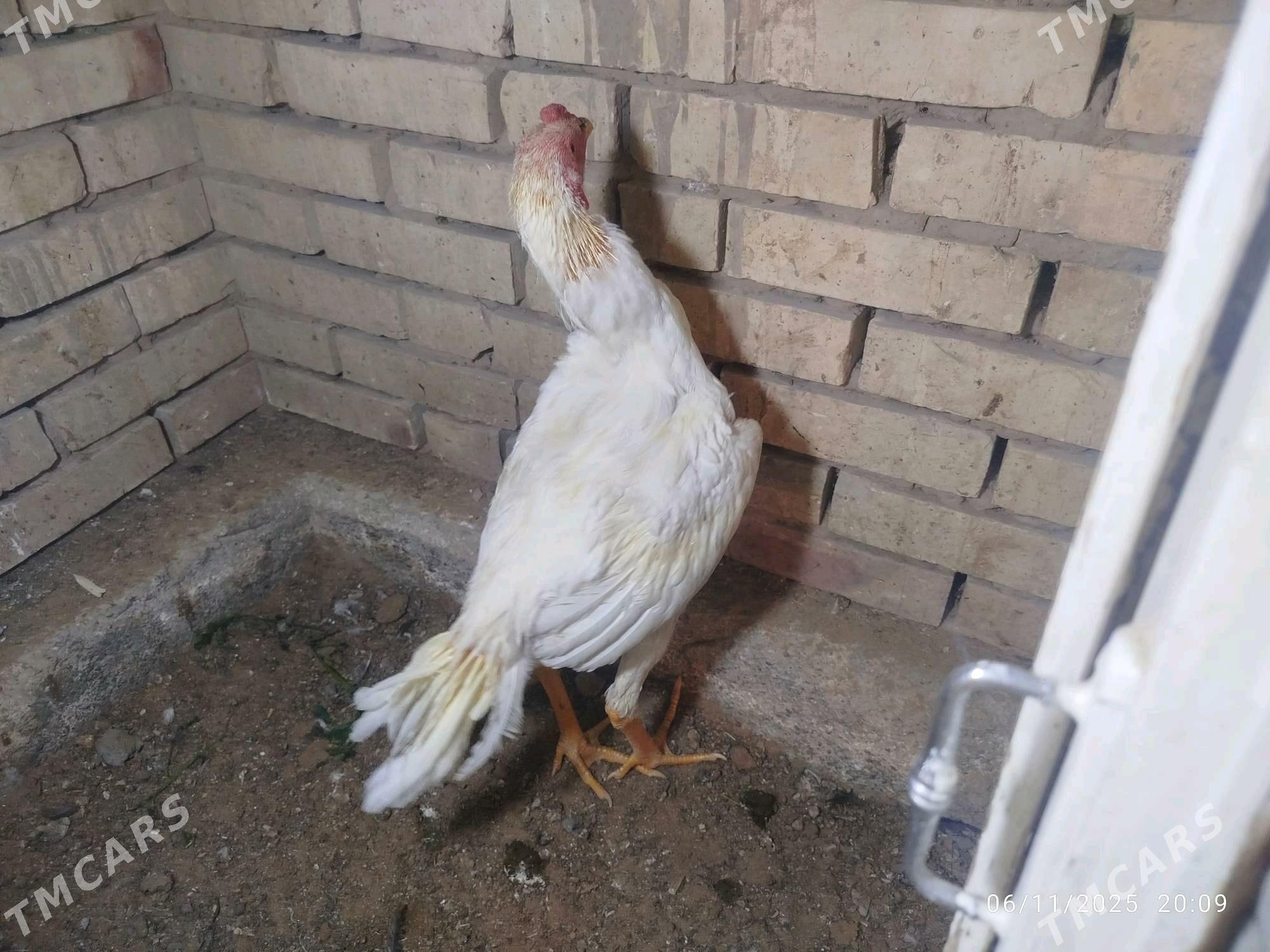 horaz - Mary - img 2