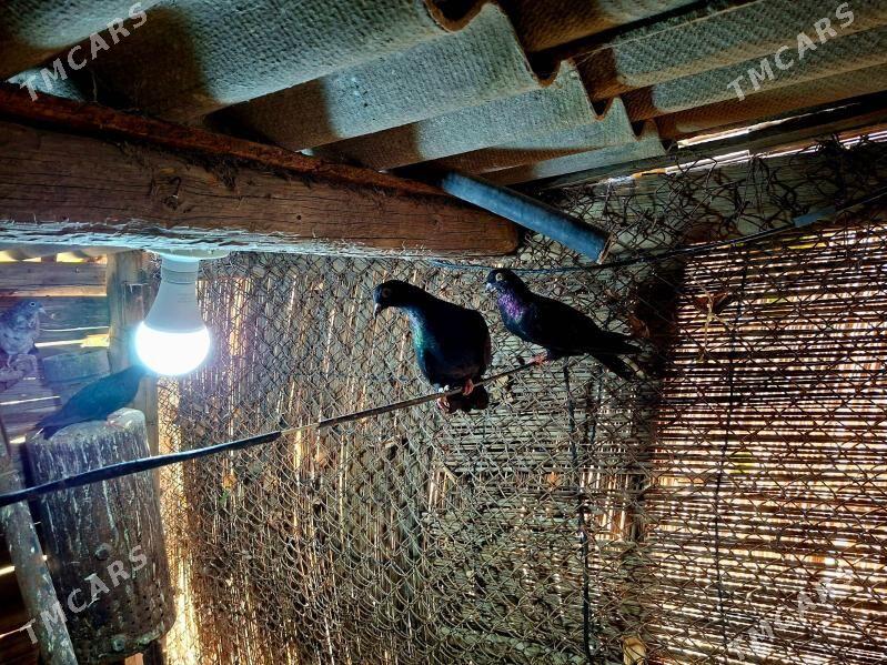 KEPDERI - Mary - img 3