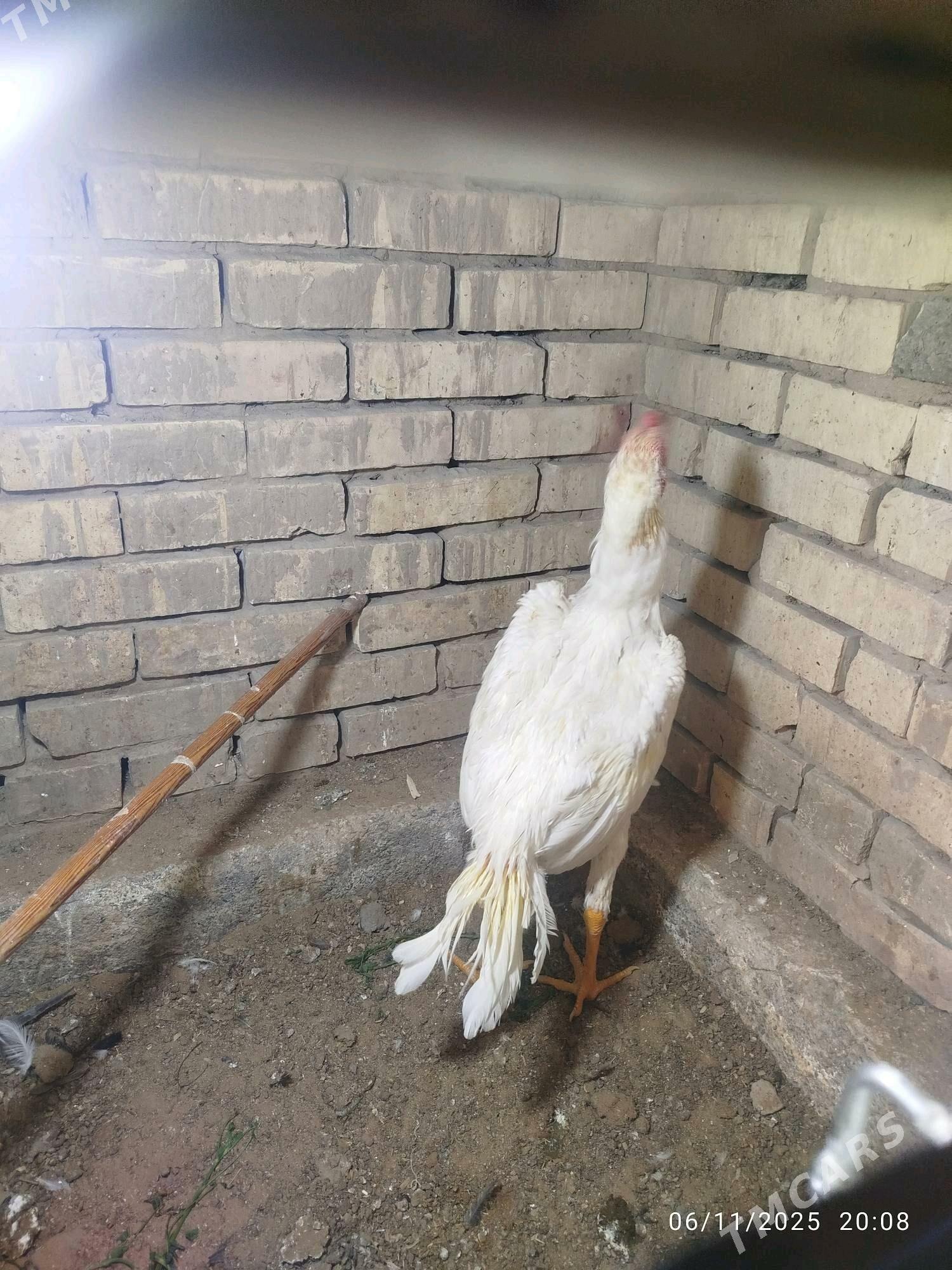 horaz - Mary - img 3