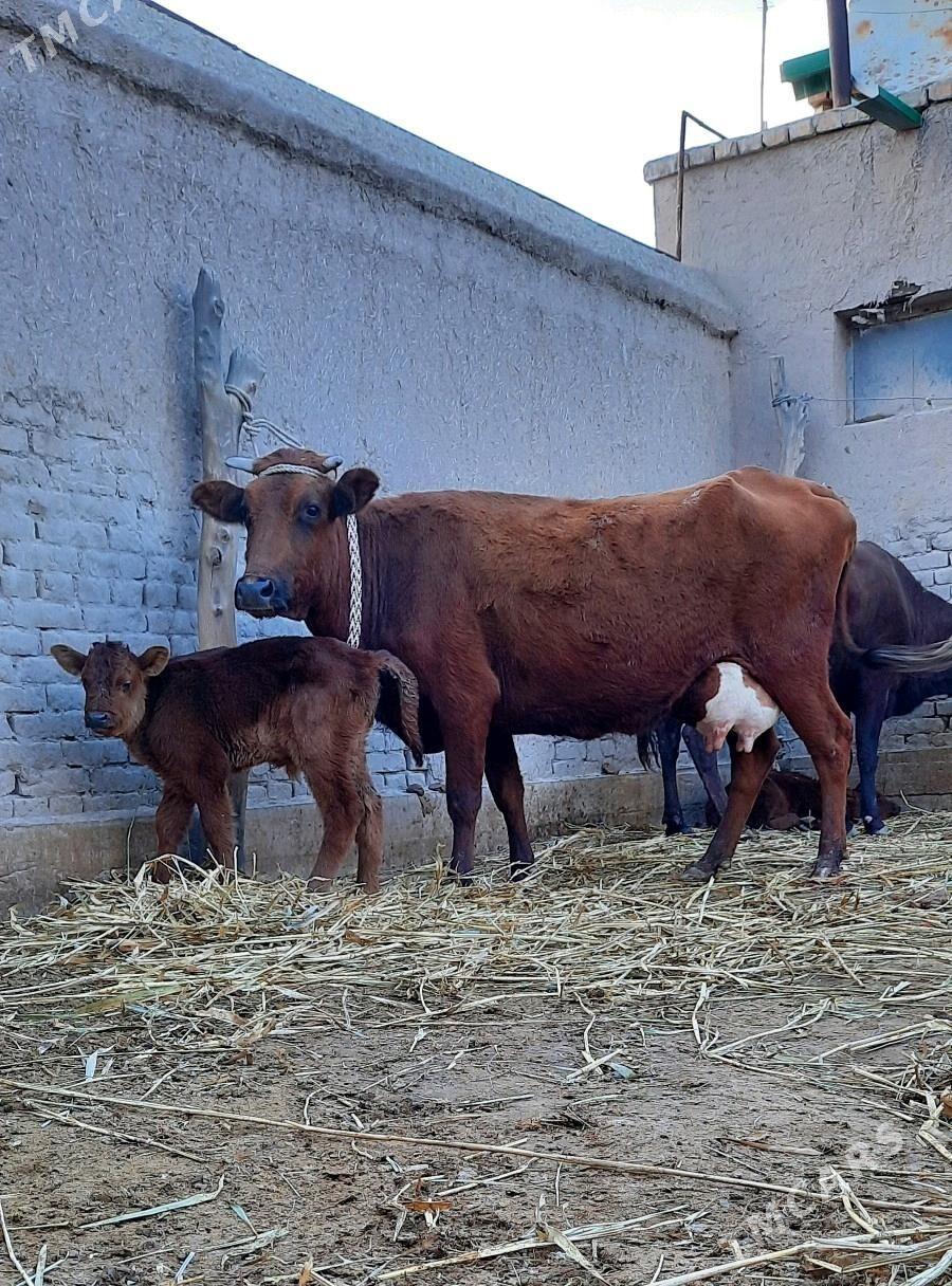 SÜÝDLEK GÖLELI SYGYR - Daşoguz - img 2