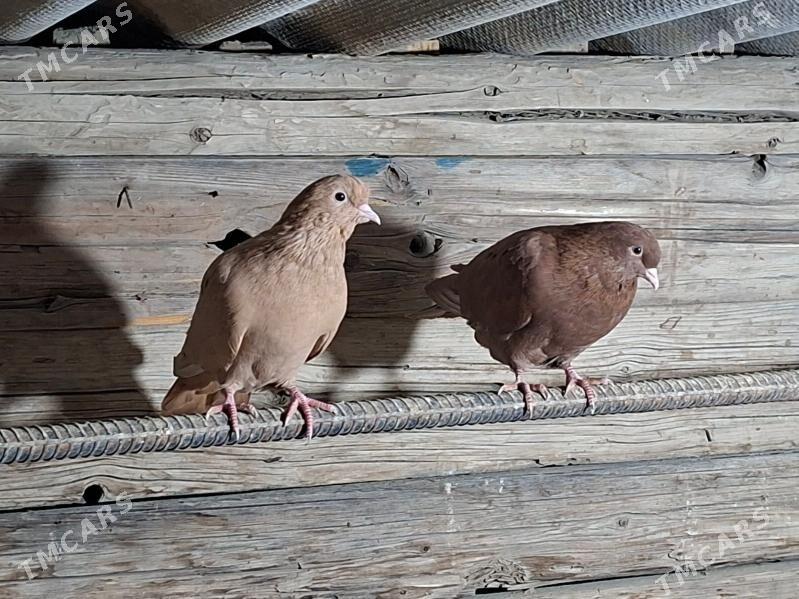 KEPDERI - Mary - img 5