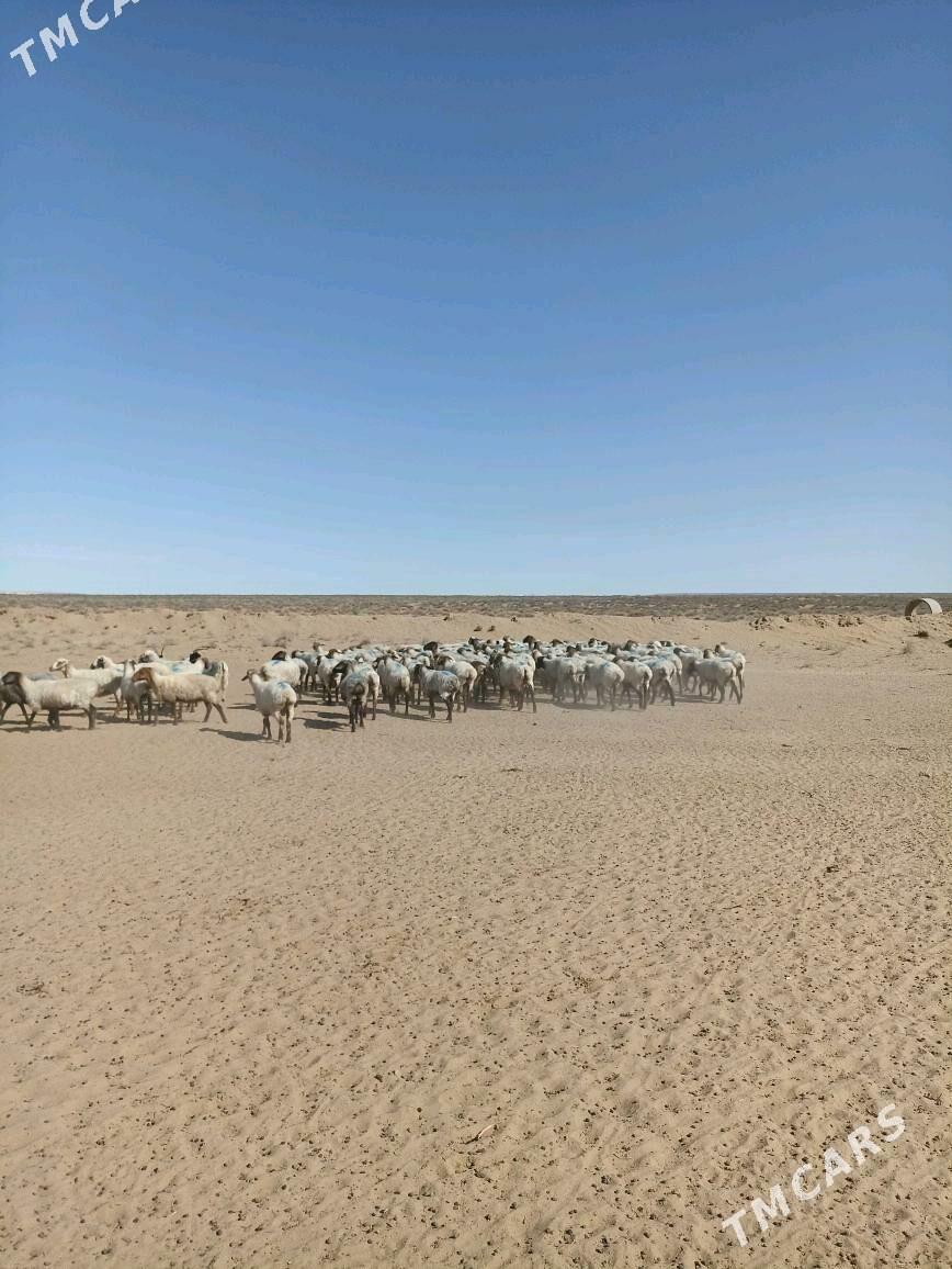 Goýunlar - Туркменбаши - img 1