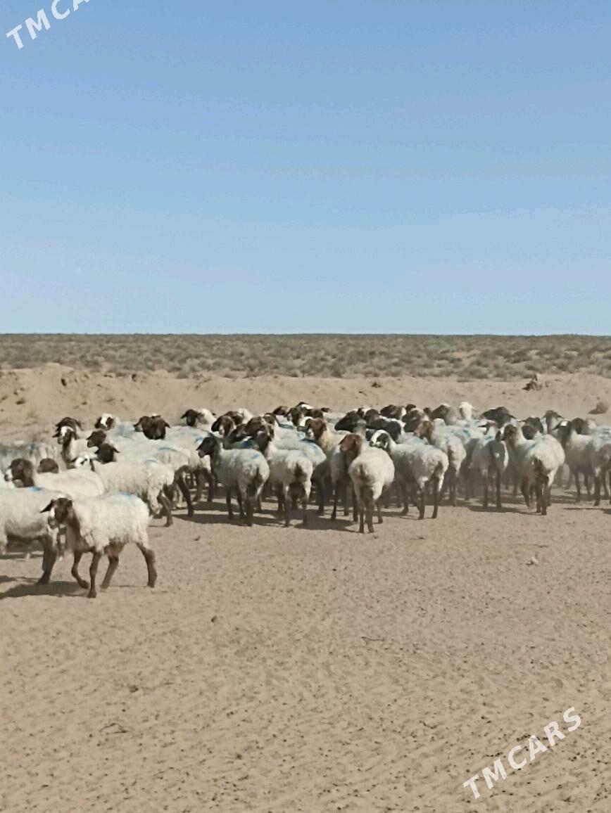 Goýunlar - Туркменбаши - img 2