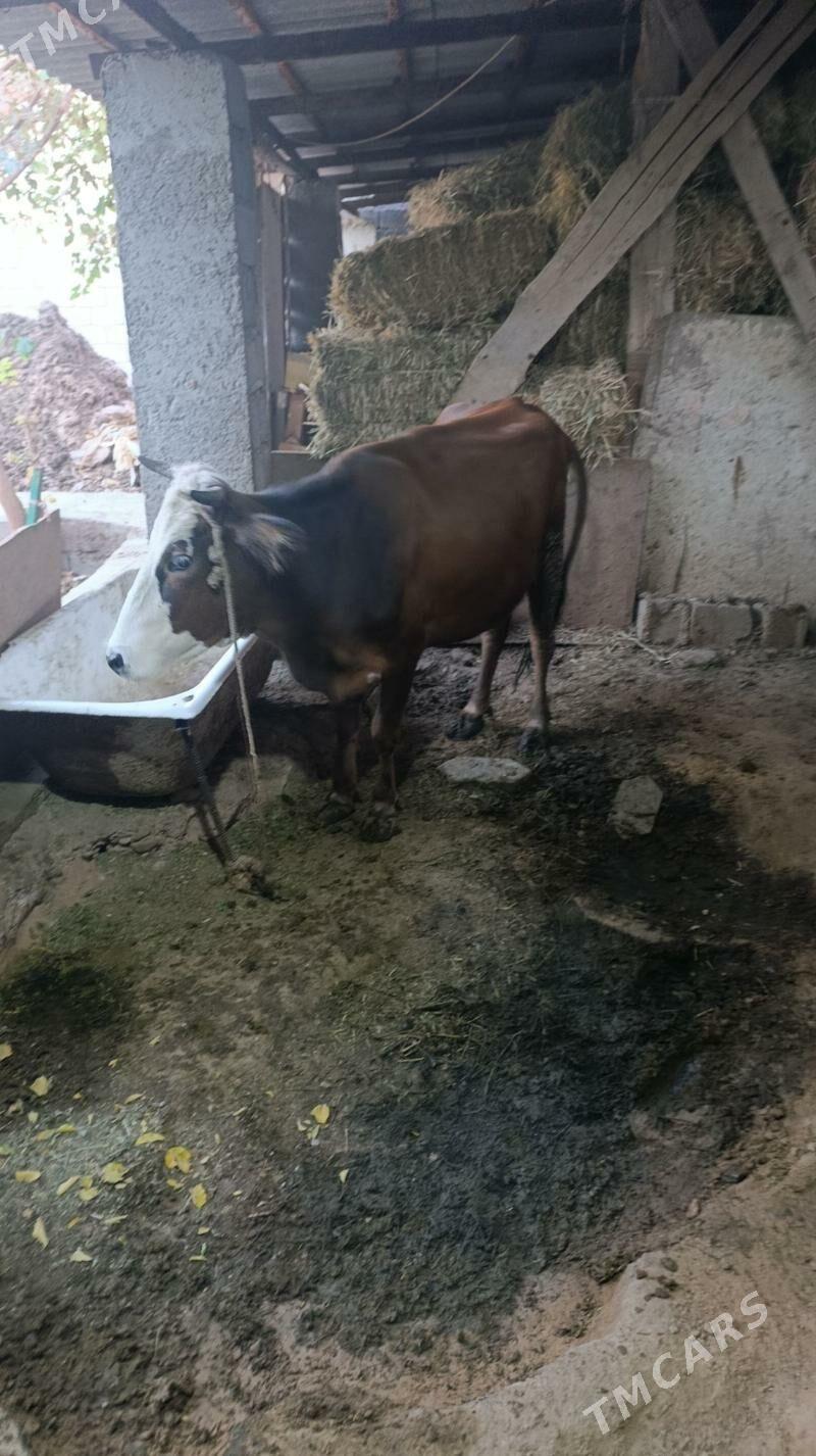 sygyr - Änew - img 2