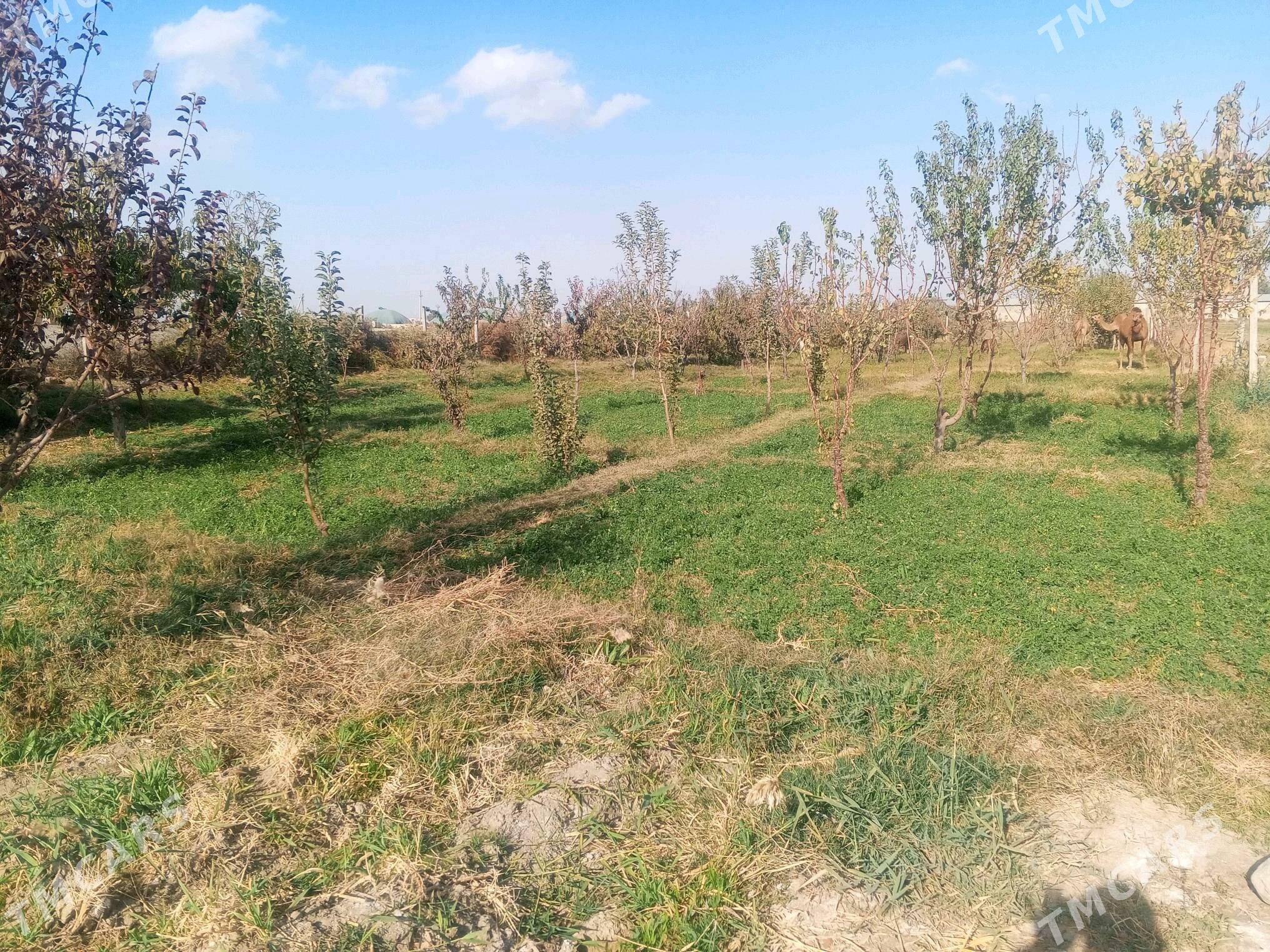 Jaý - Bäherden - img 2