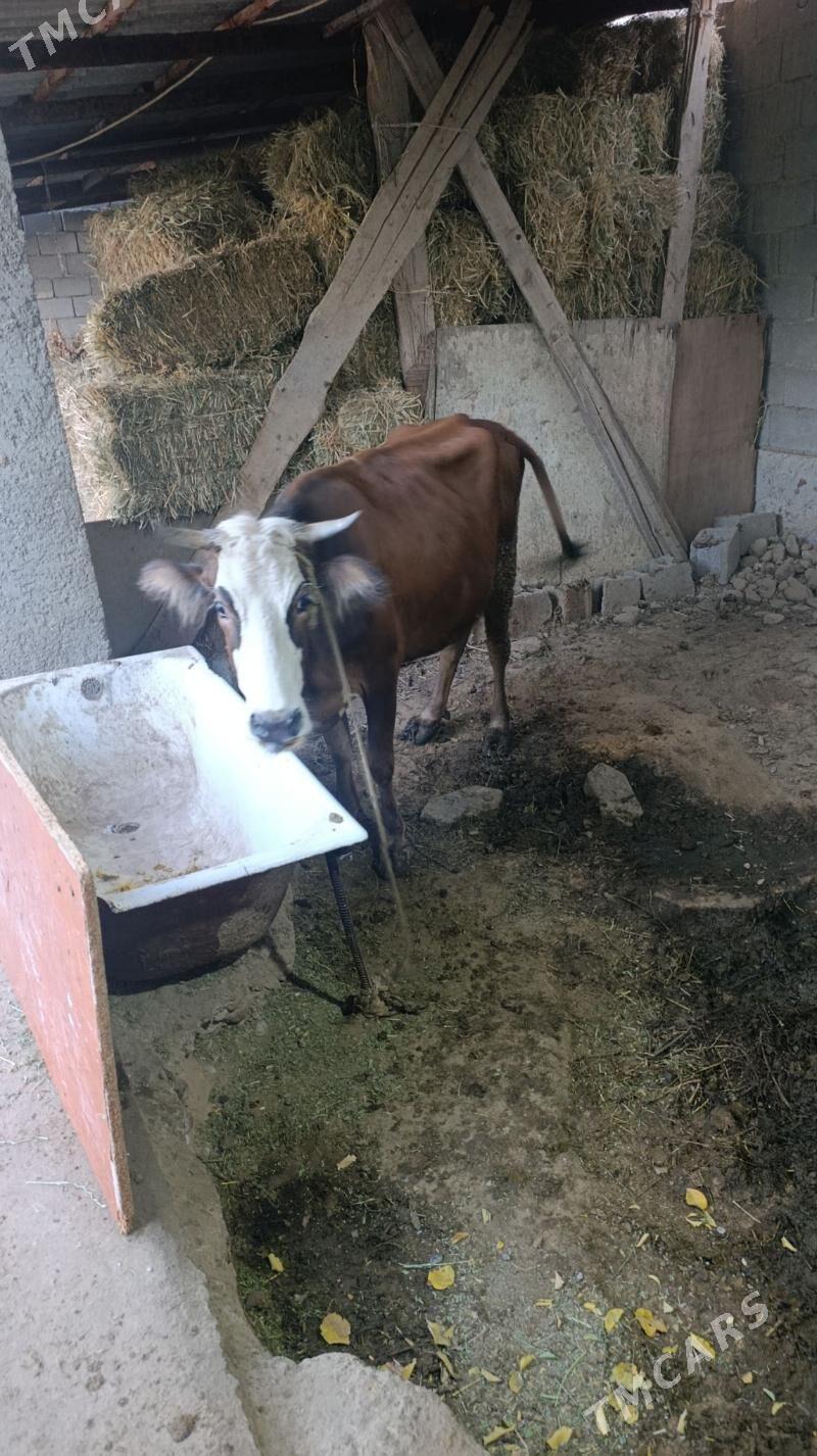 sygyr - Änew - img 3