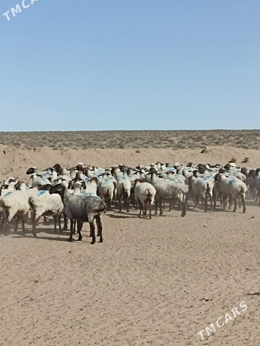 Goýunlar - Туркменбаши - img 3