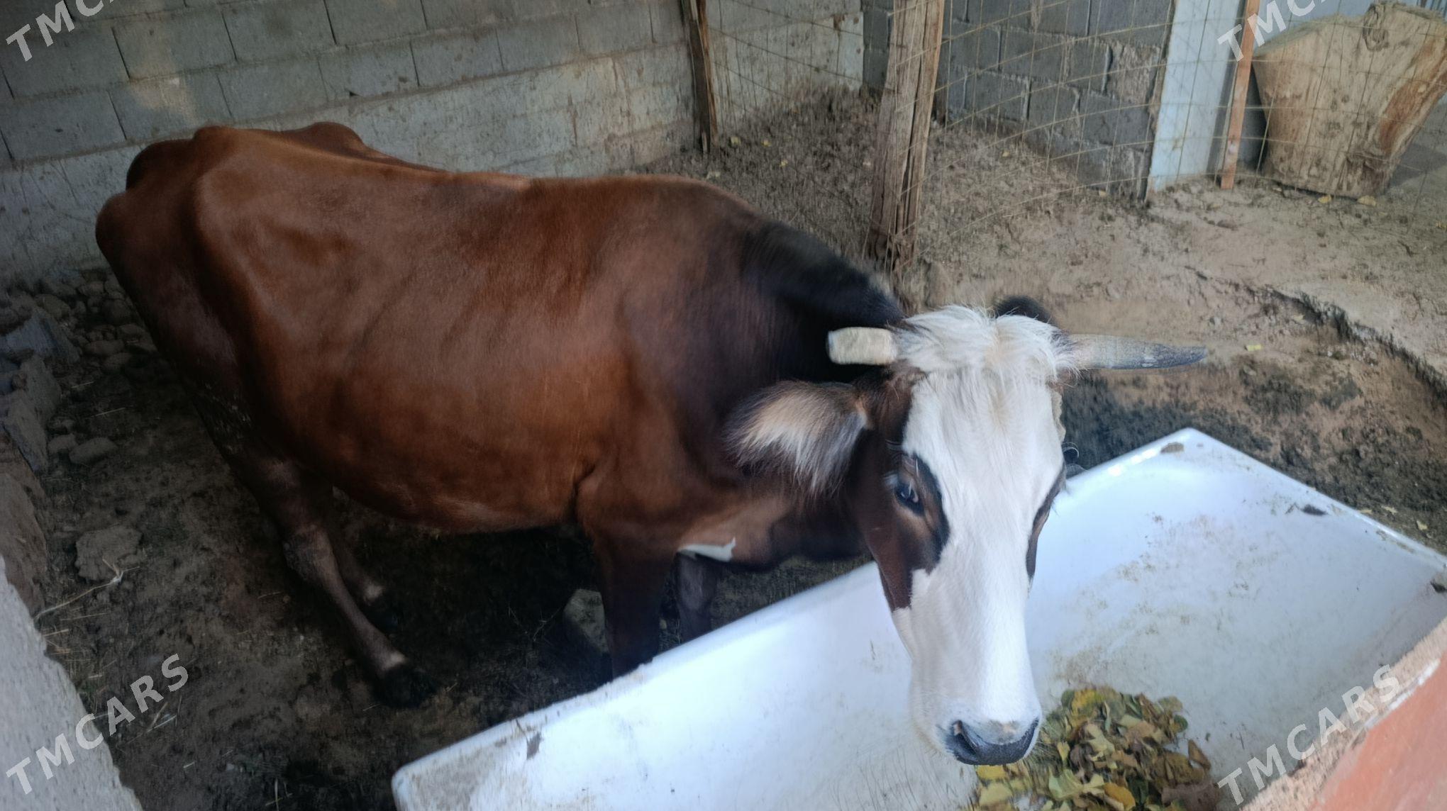 sygyr - Änew - img 1