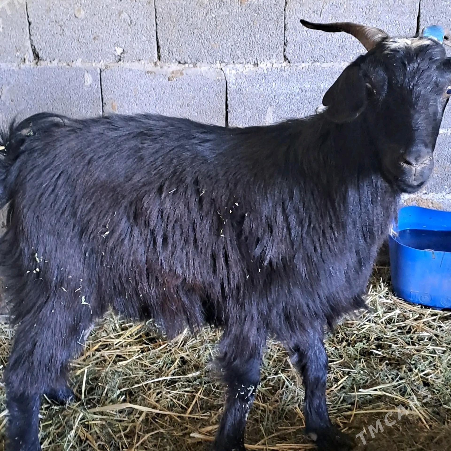 GOYUN GECİ - Бахарден - img 2