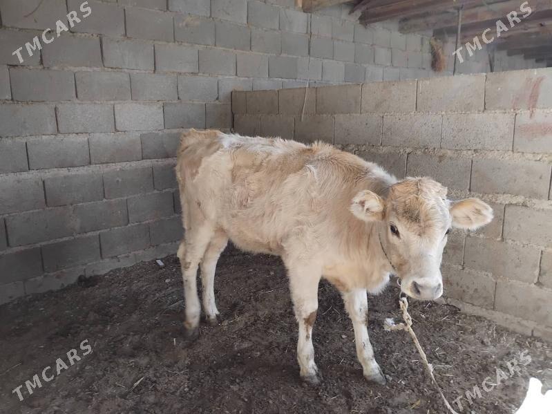 tüwe - Бахарден - img 3