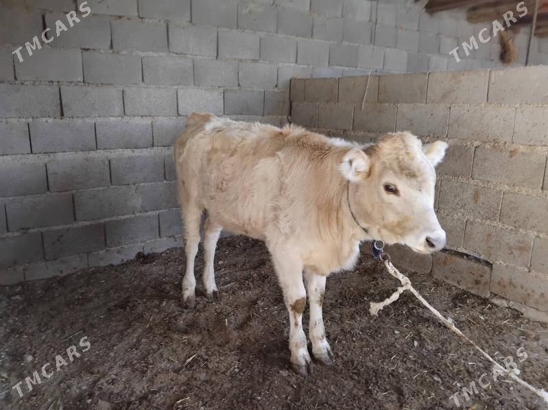 tüwe - Бахарден - img 5