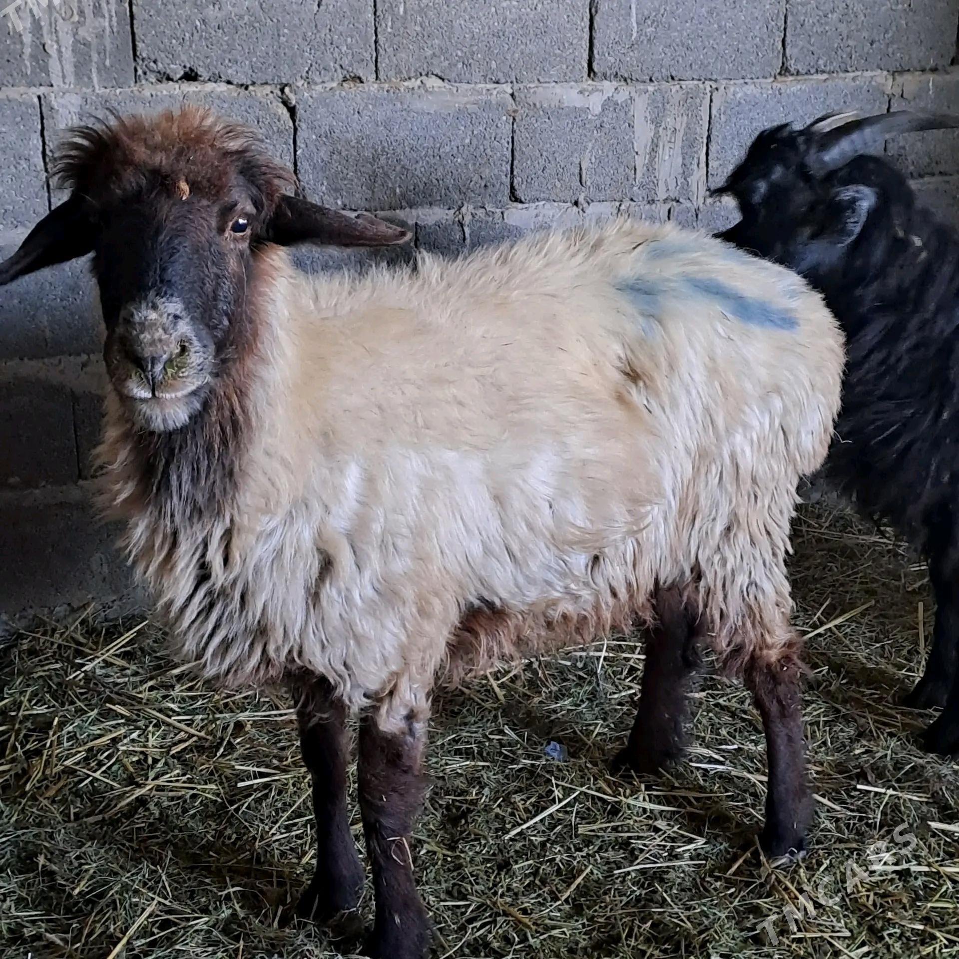 GOYUN GECİ - Бахарден - img 1