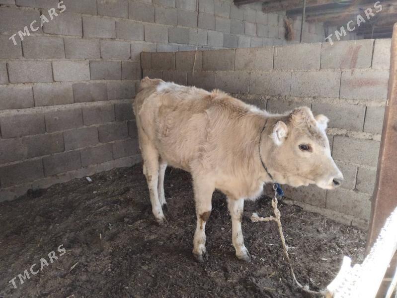 tüwe - Бахарден - img 2