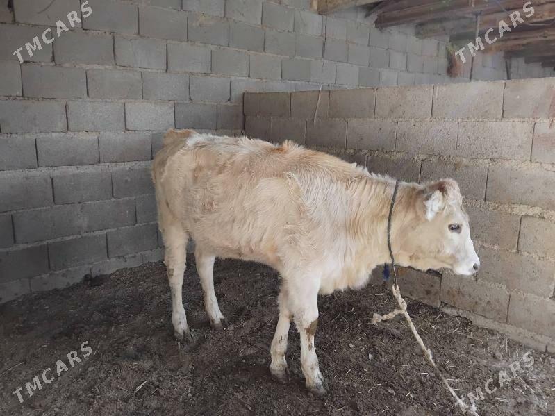 tüwe - Бахарден - img 4