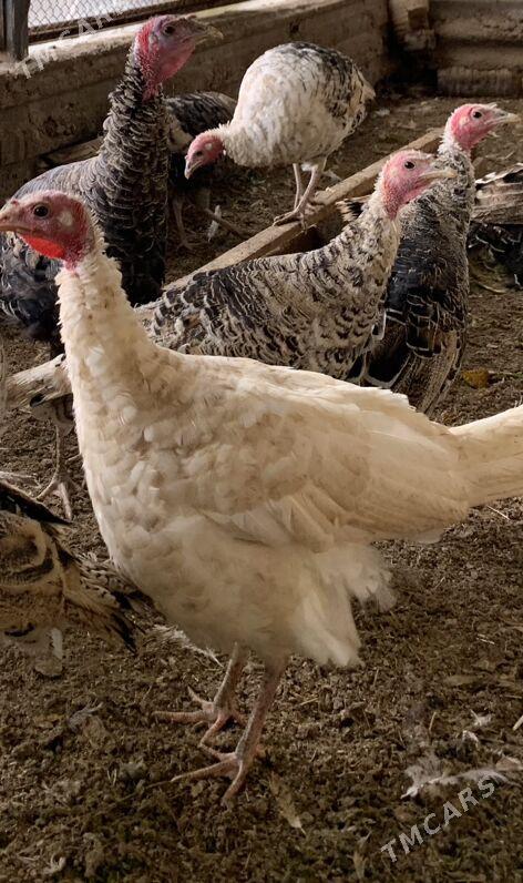 induk - Mary - img 3