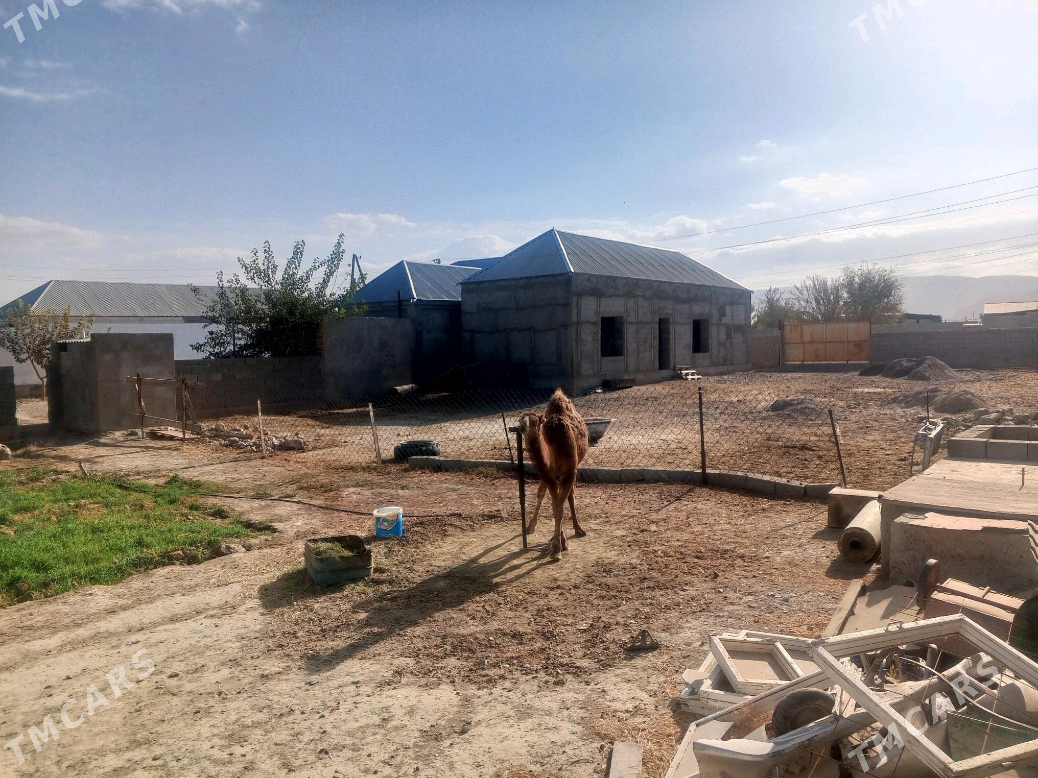 Jaý - Bäherden - img 4