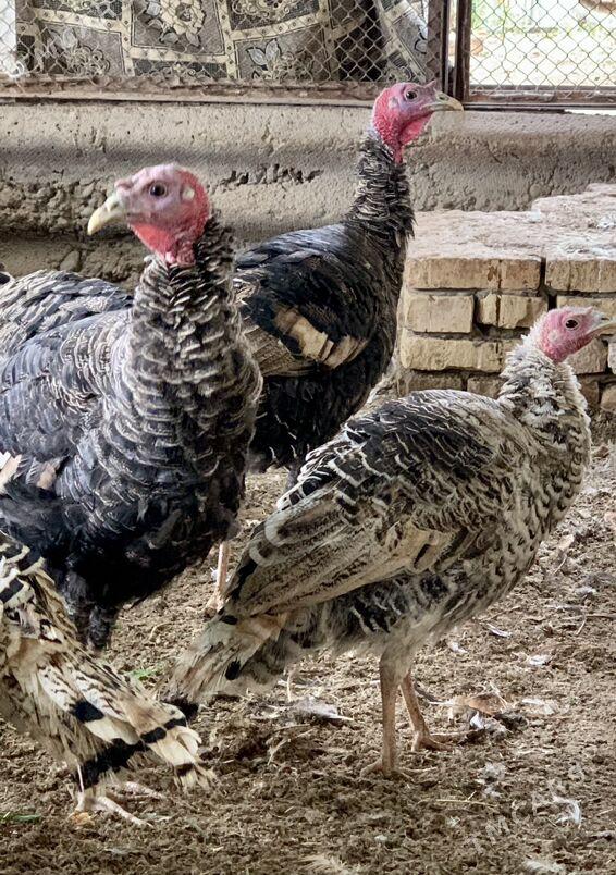 induk - Mary - img 1