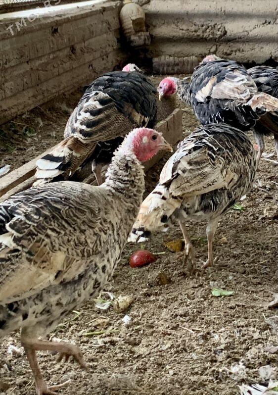 induk - Mary - img 2