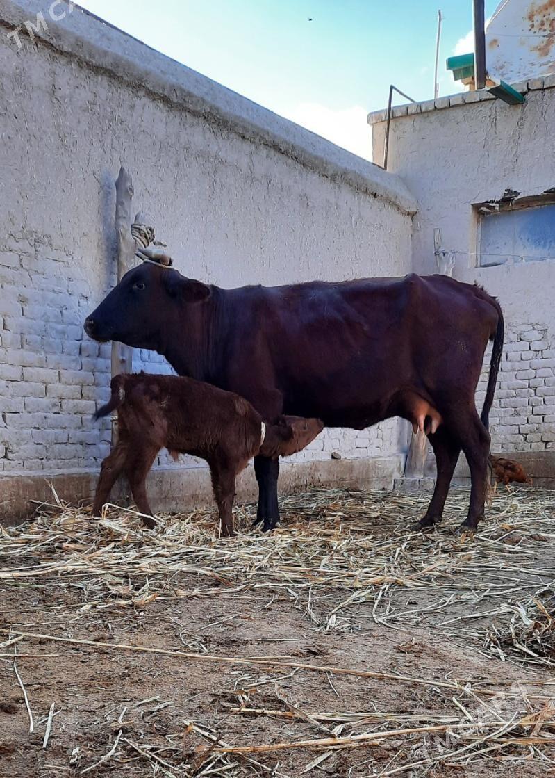 ÖRÄN DAYOW GÖLELI SYGYR - Daşoguz - img 4