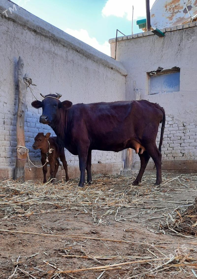 ÖRÄN DAYOW GÖLELI SYGYR - Daşoguz - img 3