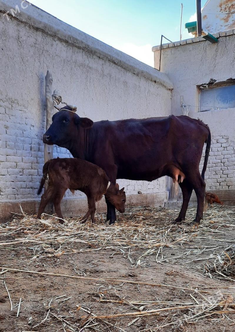 ÖRÄN DAYOW GÖLELI SYGYR - Daşoguz - img 1