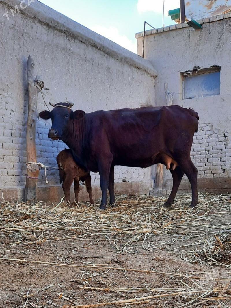 ÖRÄN DAYOW GÖLELI SYGYR - Daşoguz - img 2