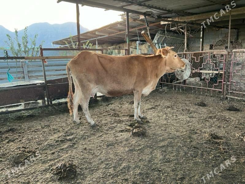 Goleli bakylan sygyr - Aşgabat - img 5