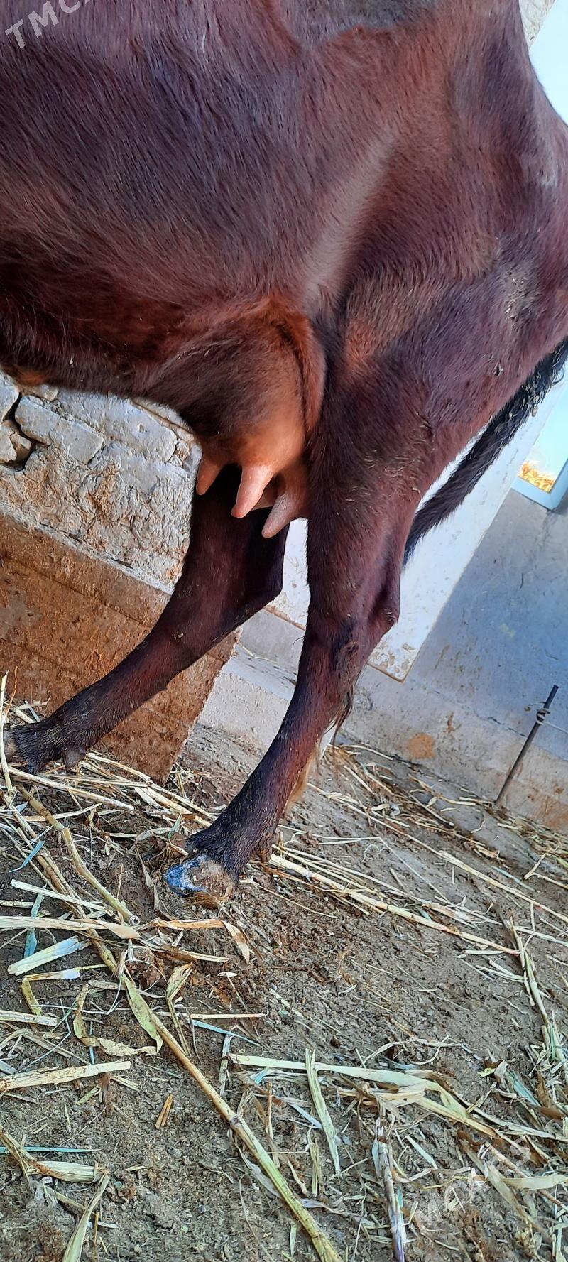 ÖRÄN DAYOW GÖLELI SYGYR - Daşoguz - img 5