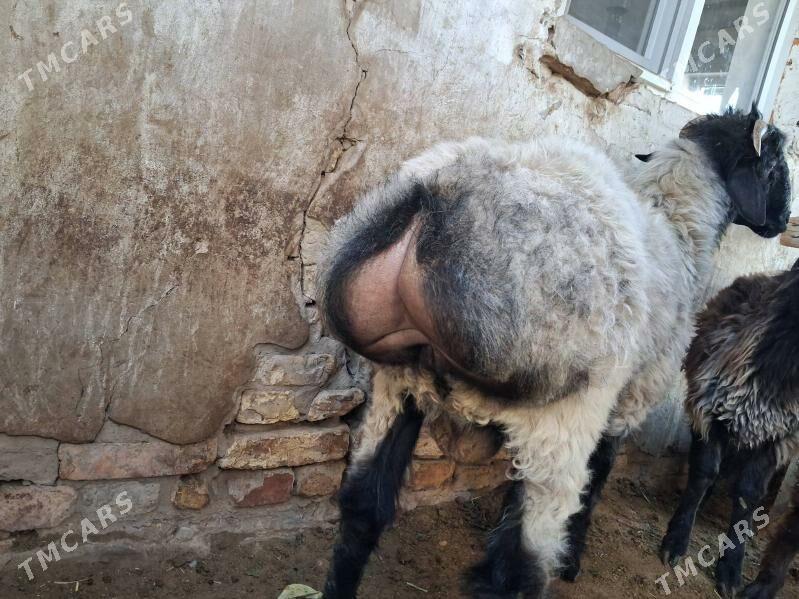 Işşek - Ашхабад - img 4