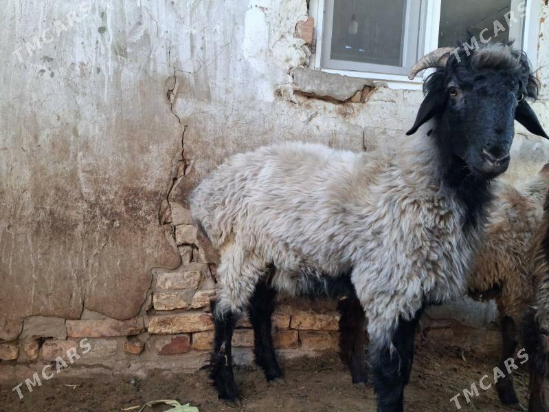 Işşek - Ашхабад - img 2