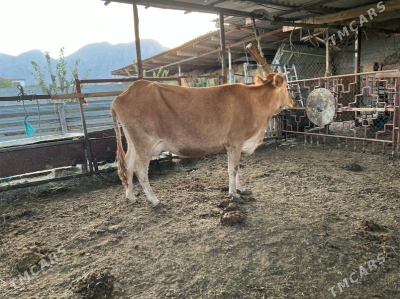 Goleli bakylan sygyr - Aşgabat - img 3