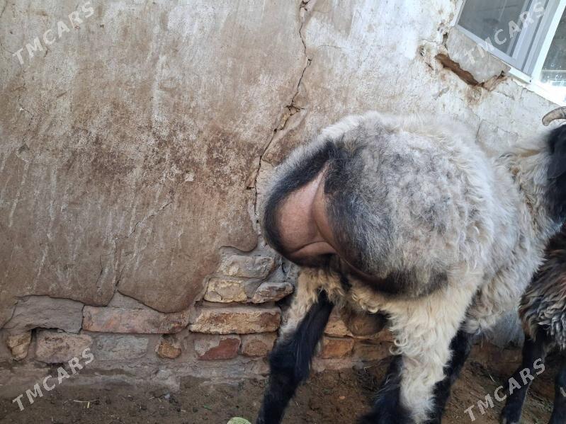 Işşek - Ашхабад - img 5