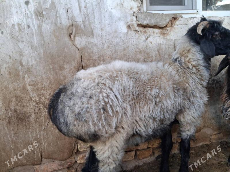 Işşek - Ашхабад - img 3