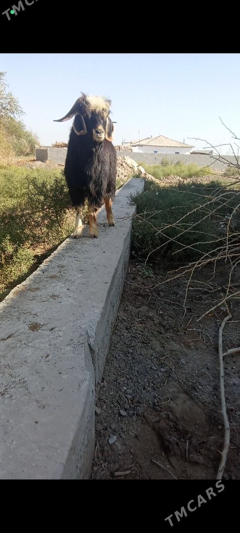 teke - Болдумсаз - img 1