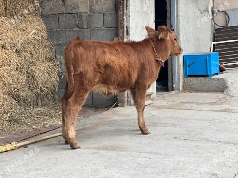 Goleli bakylan sygyr - Aşgabat - img 8