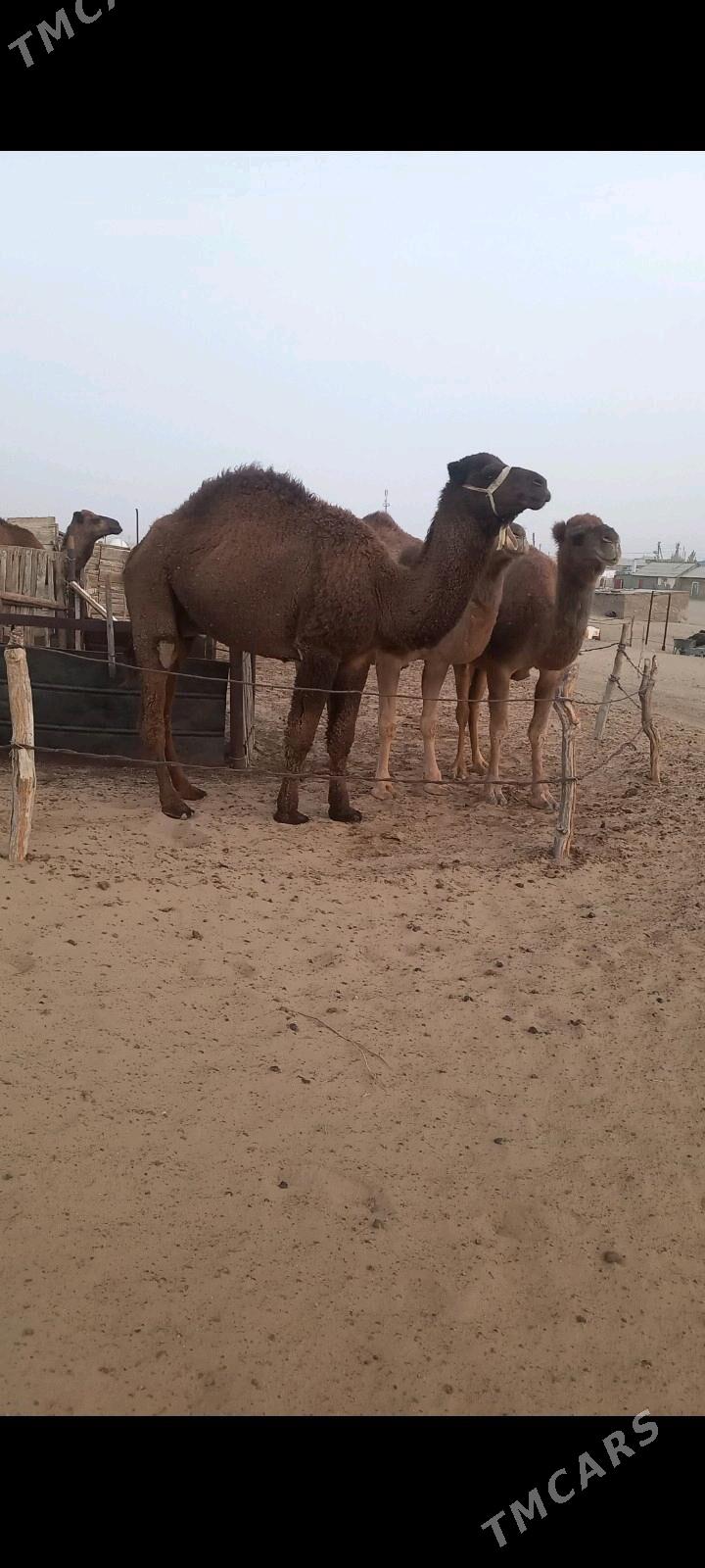 erkek duye - Балканабат - img 3