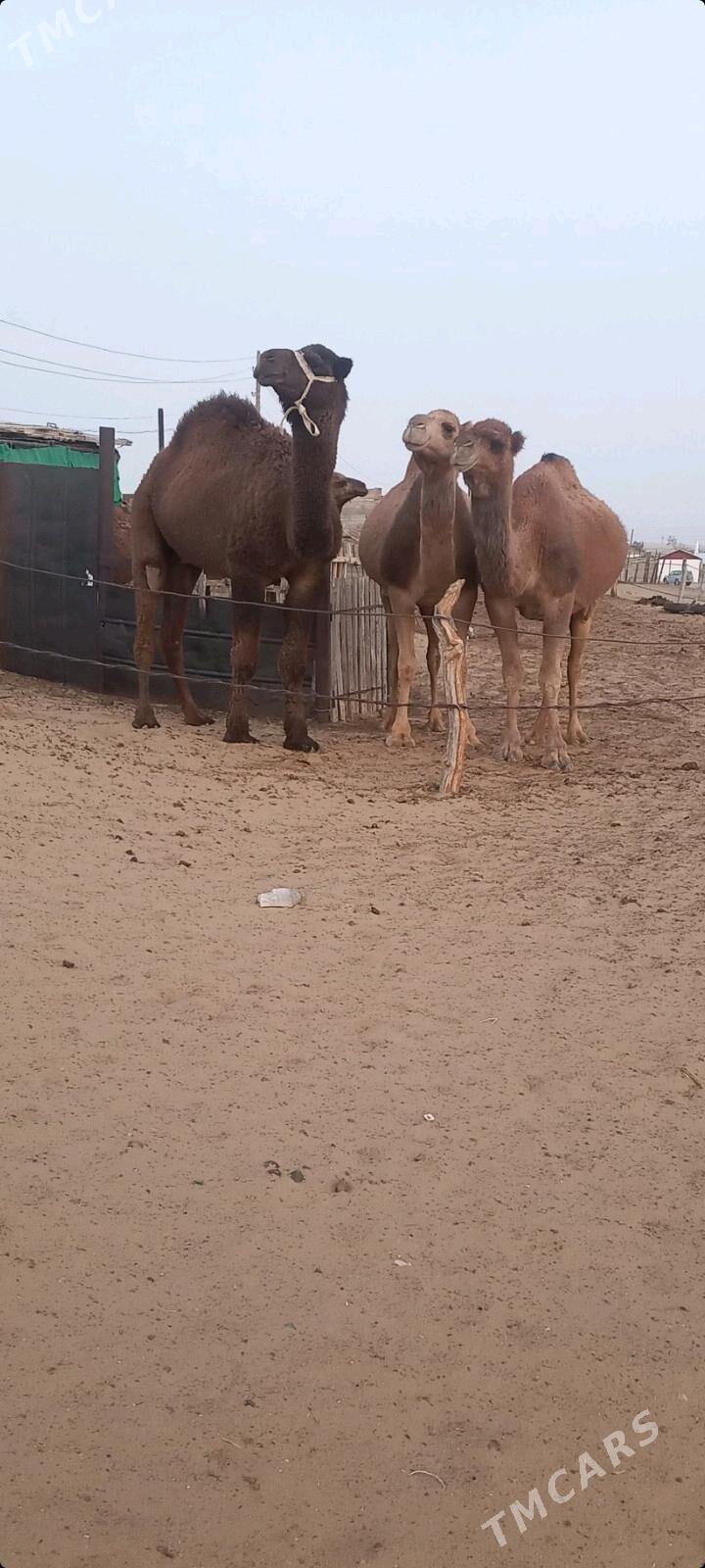 erkek duye - Балканабат - img 5