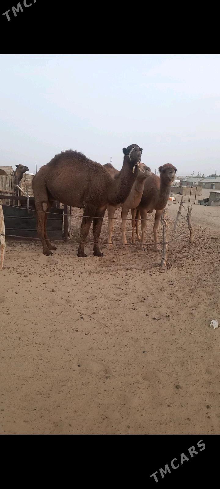 erkek duye - Балканабат - img 4