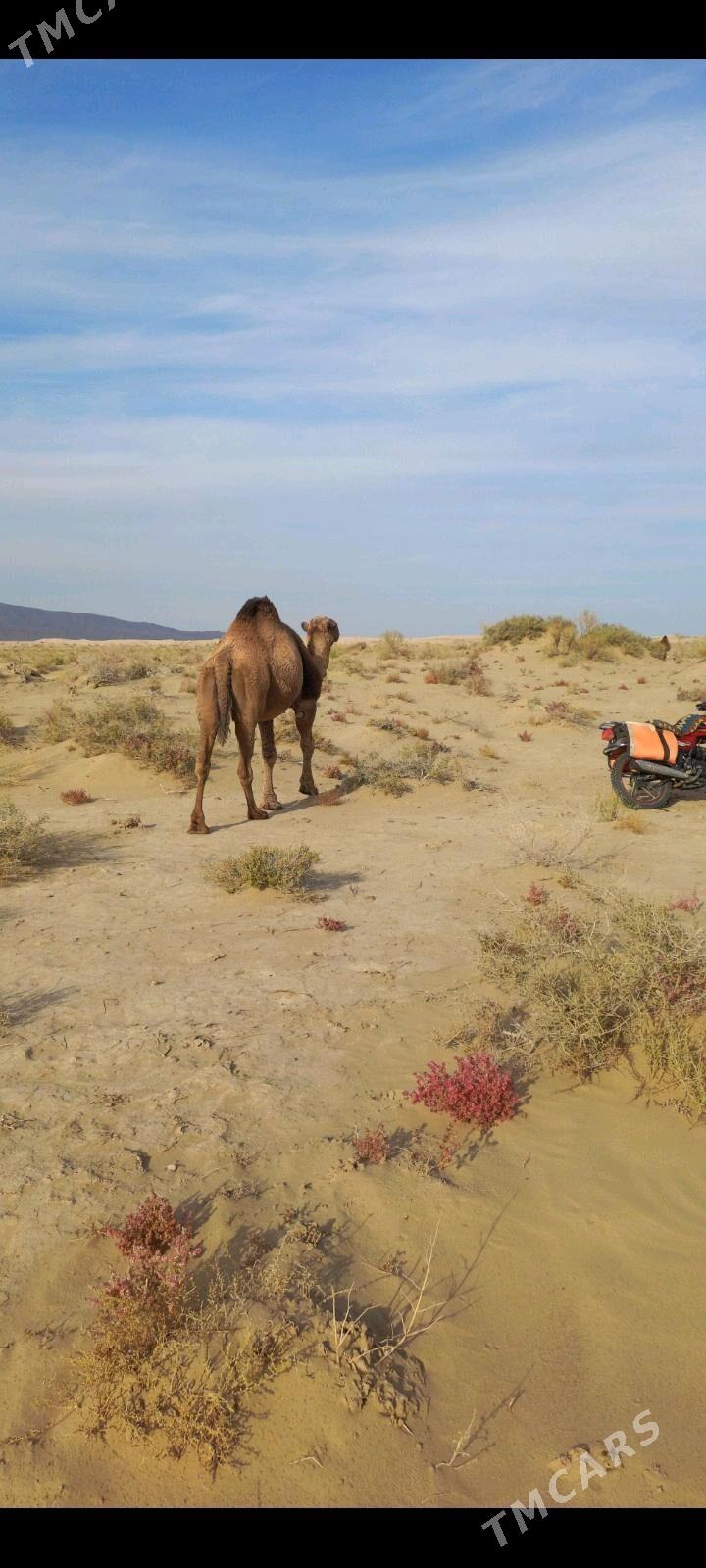 erkek duye - Балканабат - img 1