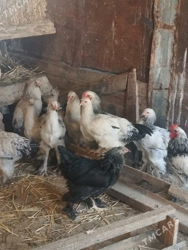 brama towuk yetisen - Кака - img 3