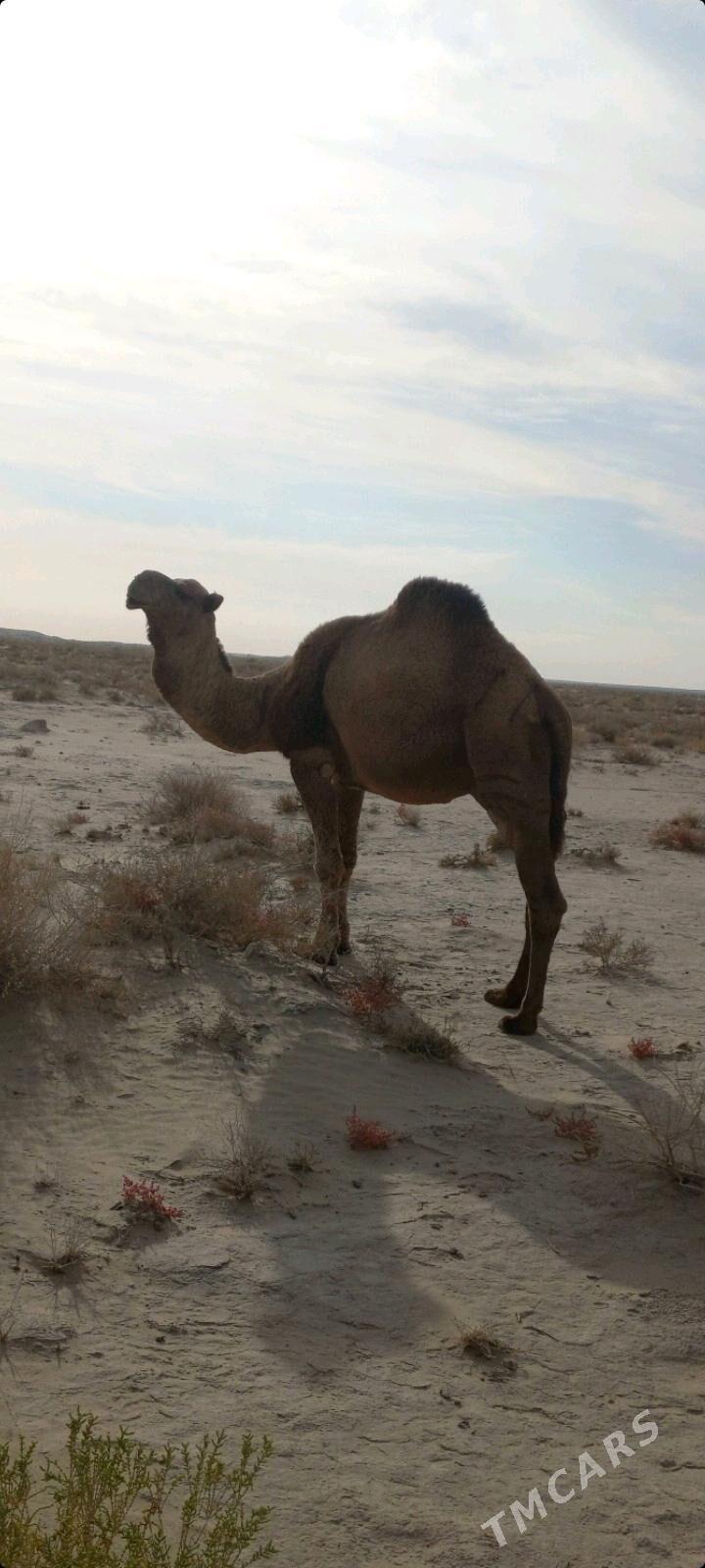 erkek duye - Балканабат - img 2