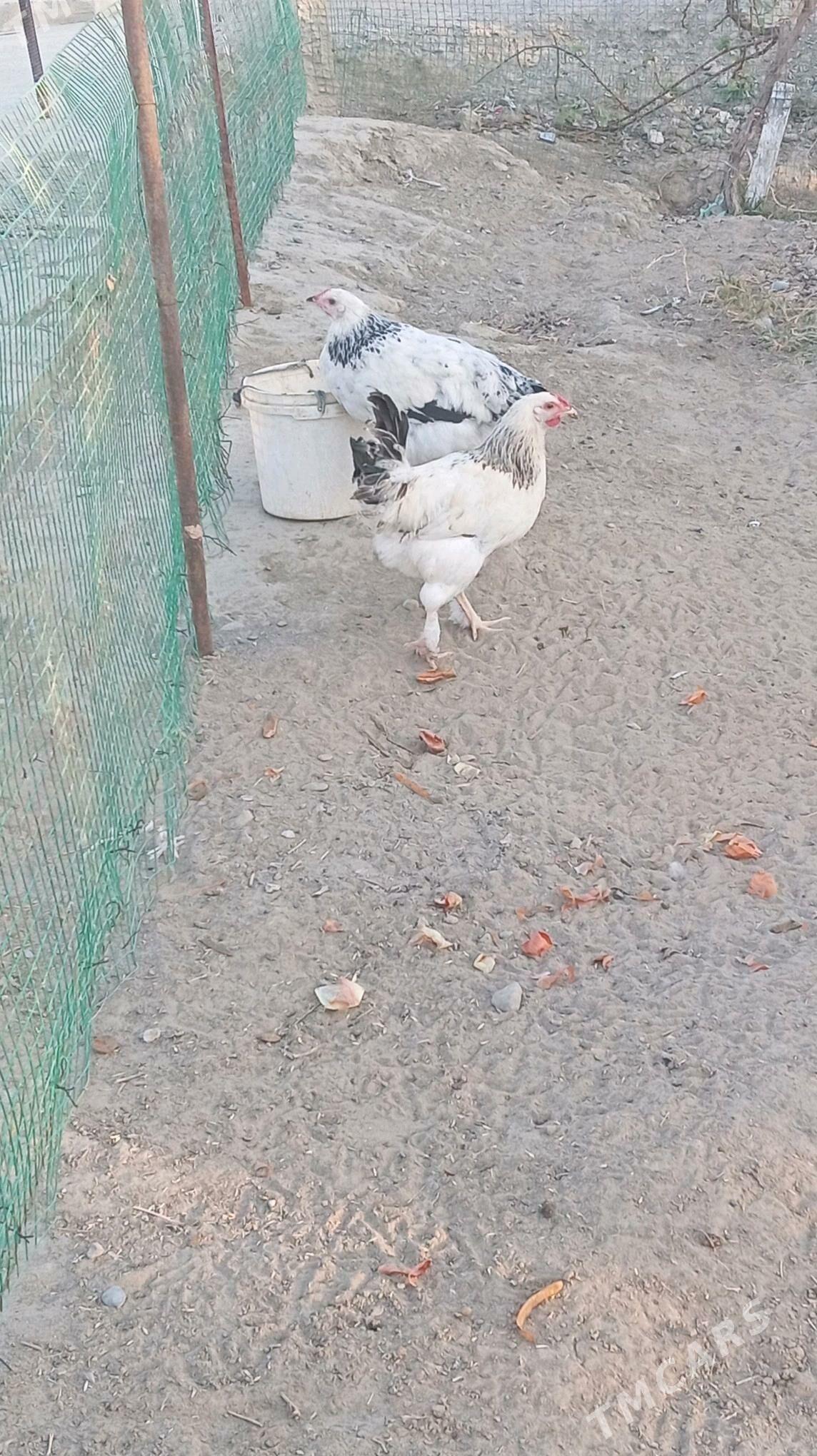 towuk - Гёкдепе - img 4