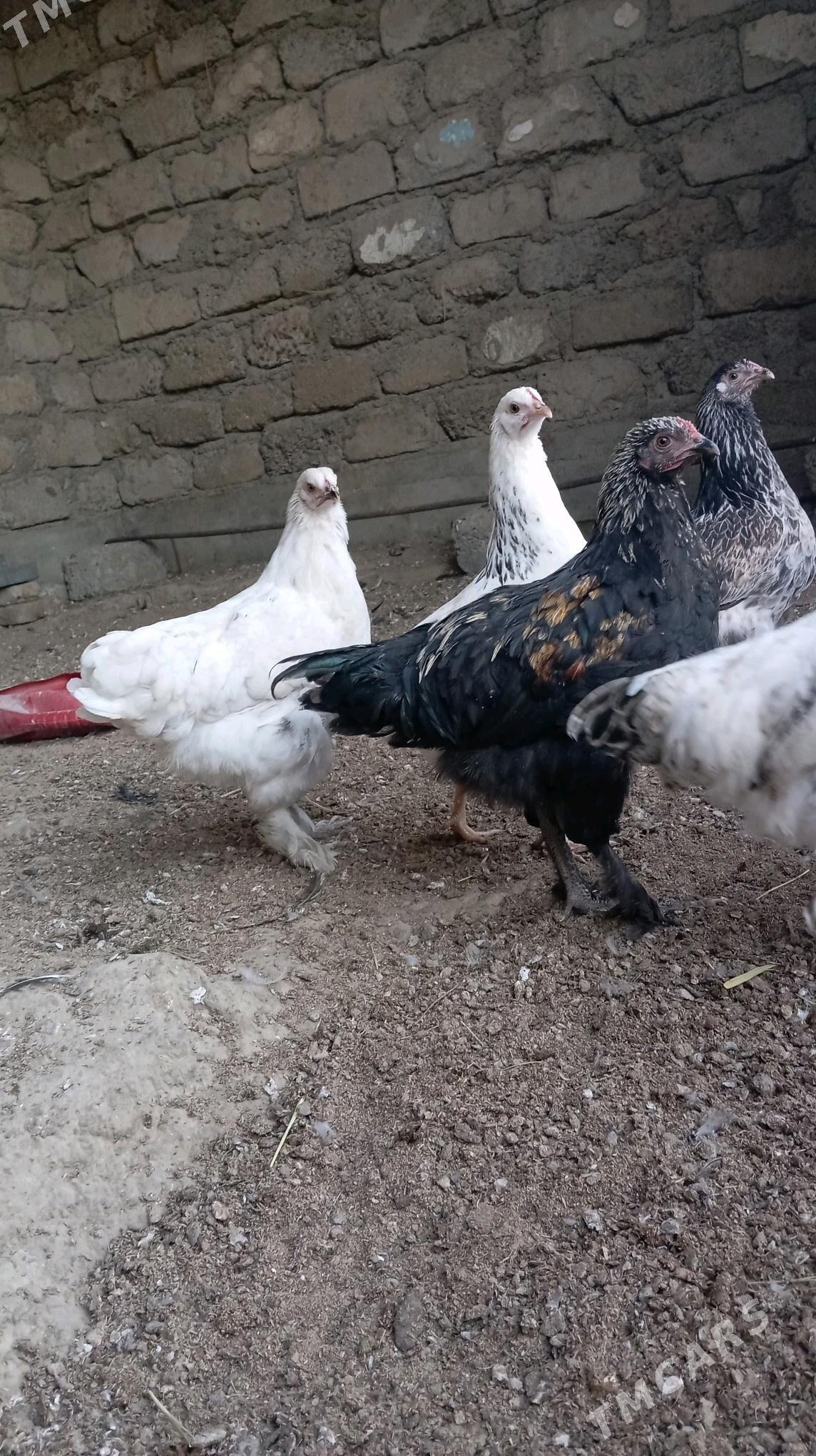 towuk - Гёкдепе - img 2