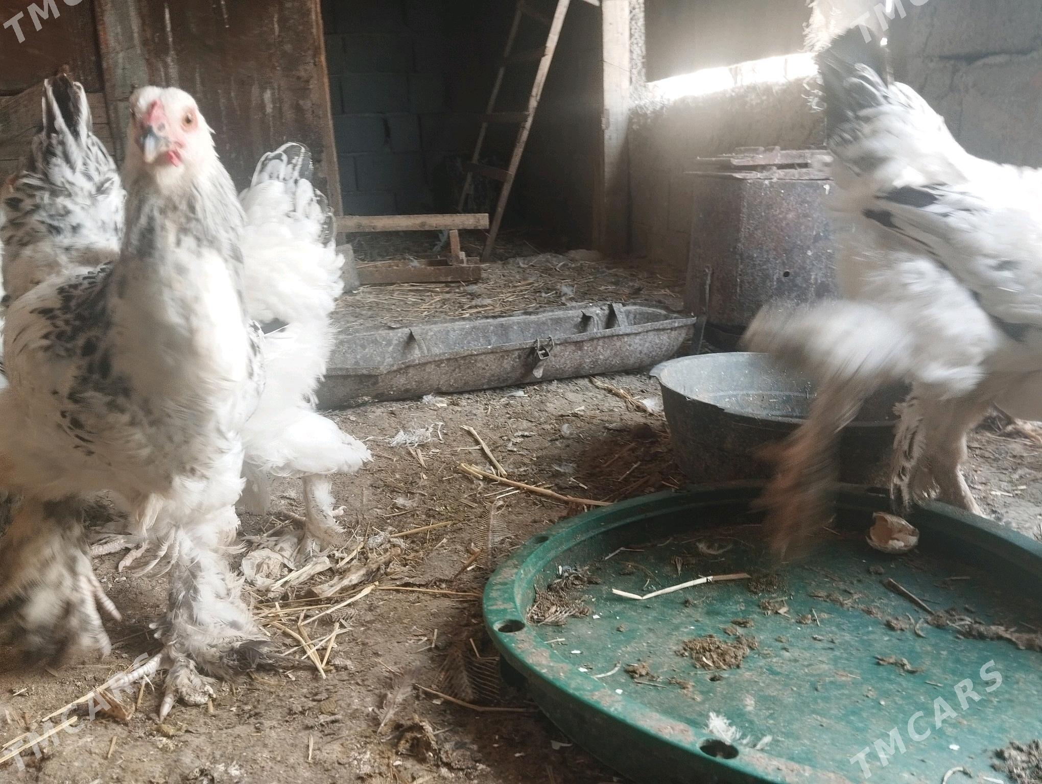 brama towuk yetisen - Кака - img 2