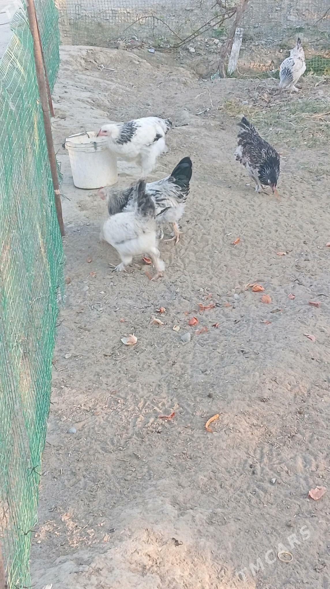 towuk - Гёкдепе - img 6